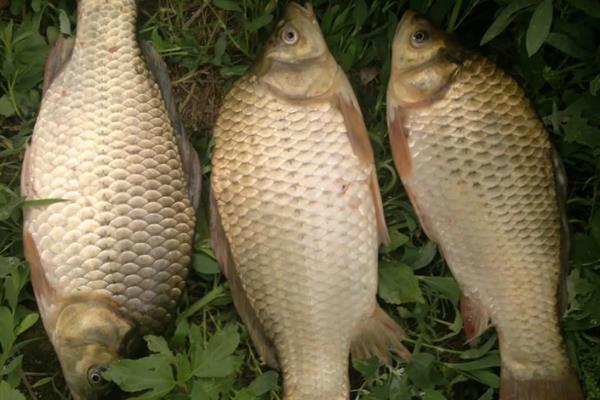 夏天钓鲫鱼的最佳时间，可选择初夏或盛夏