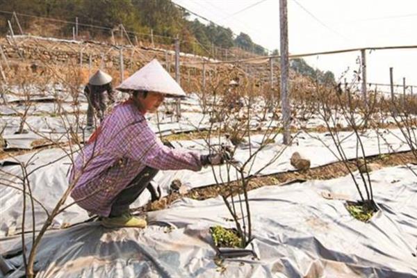 蓝莓修剪的时间，在每年夏季、冬季以及花芽期修剪