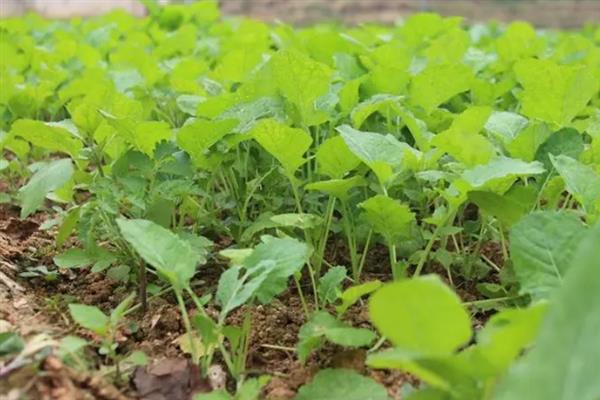 油菜倒伏的原因，可能是遇到了暴雨或施肥不当等