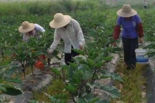 茄子苗种下后蔫多少天，会出现两天到三天发蔫