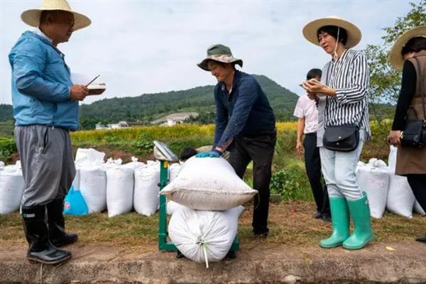 水稻产量的估算方法，一般采取五点随机取样法