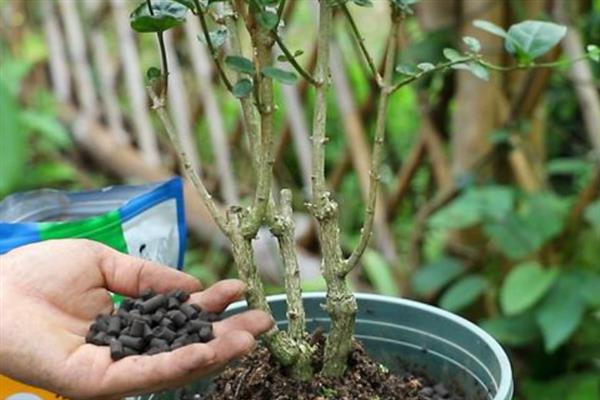 茉莉花的种植方法，采收当年生的种子种植为佳