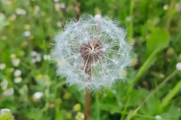 蒲公英的花语，寓意开朗快乐、自由自在等