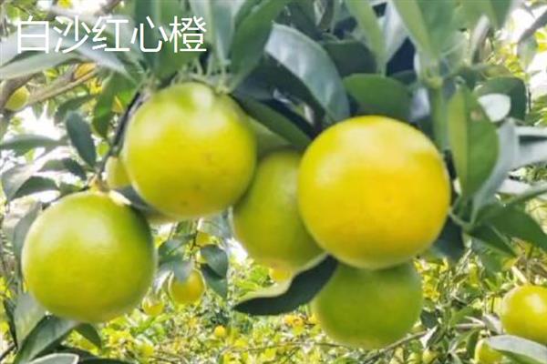 海南白沙的特产，有白沙绿茶、黎家酸菜等