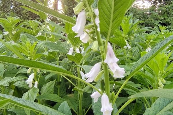 芝麻的高产种植技术，收获前35天进行摘心打顶