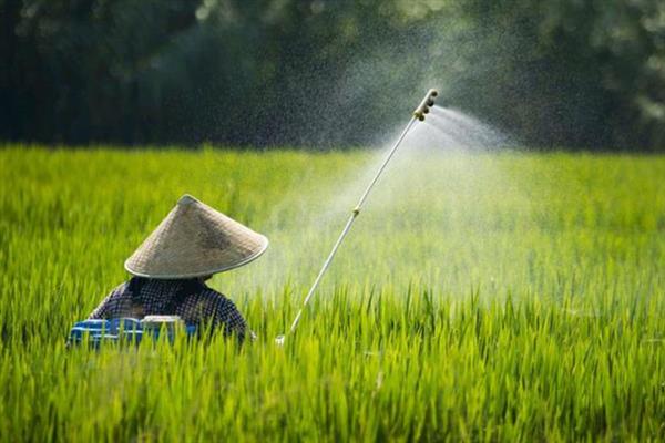 水稻田什么时候排水，收获前7-12天排水较好