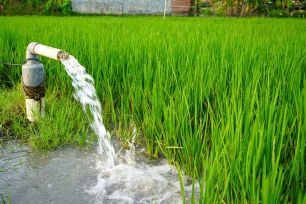 水稻田什么时候排水，收获前7-12天排水较好