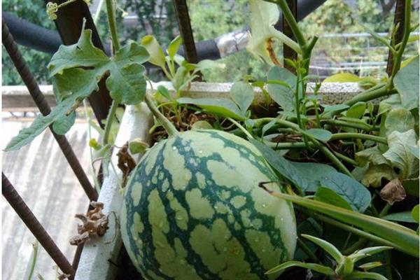 室内能种植西瓜吗，可以在室内种植西瓜