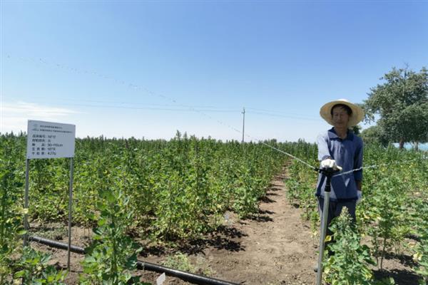 种植藜麦的要求，尽量选择土壤肥沃疏松的地块