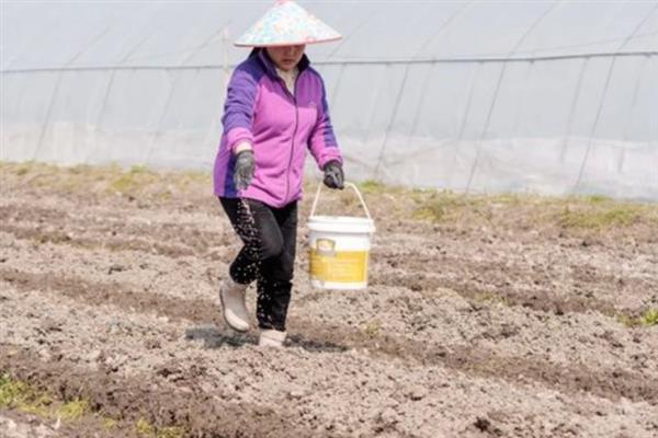 种植藜麦的要求，尽量选择土壤肥沃疏松的地块