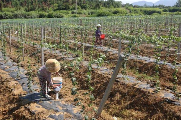 丝瓜瓜绢螟怎么防治，发现卷叶、蛀果可带到田外销毁