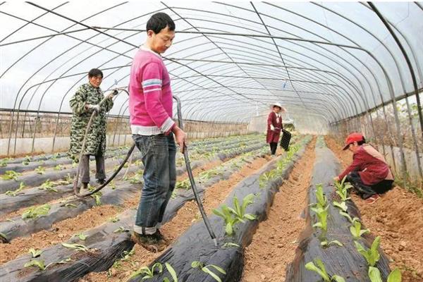 大棚蔬菜怎么防治小菜蛾，避免与十字花科蔬菜连作可减少虫源