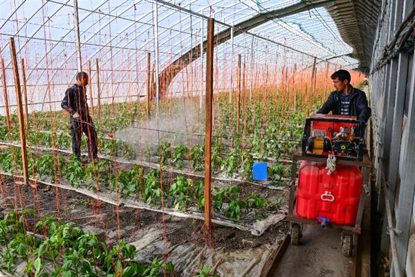 大棚蔬菜怎么防治小菜蛾，避免与十字花科蔬菜连作可减少虫源