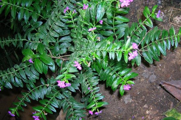 雪茄花怎么养殖，将温度保持在18-28℃可促进生长