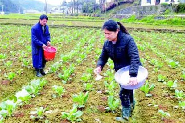 肥害的发生原因，盲目施用氮肥、追施量过大等因素都会造成