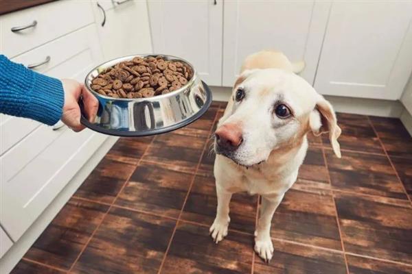 中型犬适合吃什么狗粮，推荐冠能、皇家等