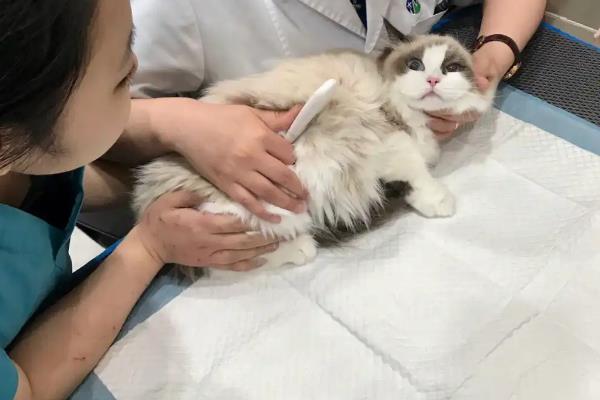 怎么防止猫患上青光眼，补充牛磺酸可以保障视力