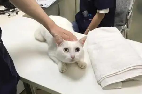 怎么防止猫患上青光眼，补充牛磺酸可以保障视力