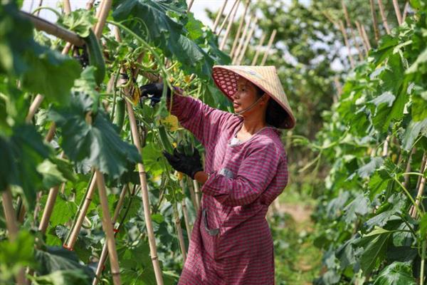 冬瓜的生长周期，大冬瓜是150-160天左右