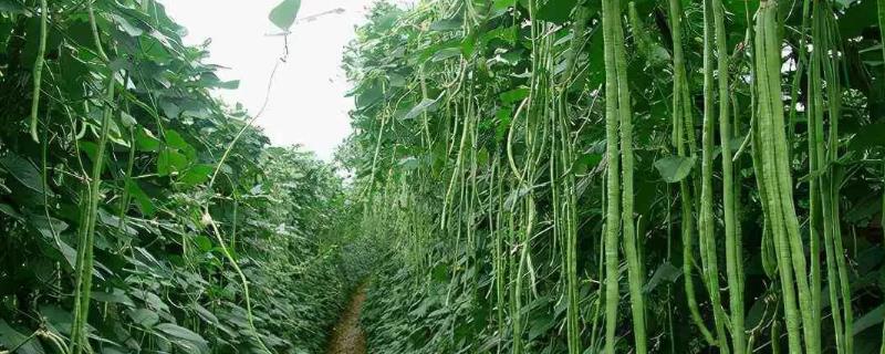 春季怎么在冷棚内种植豆角，白天把温度控制在25℃左右