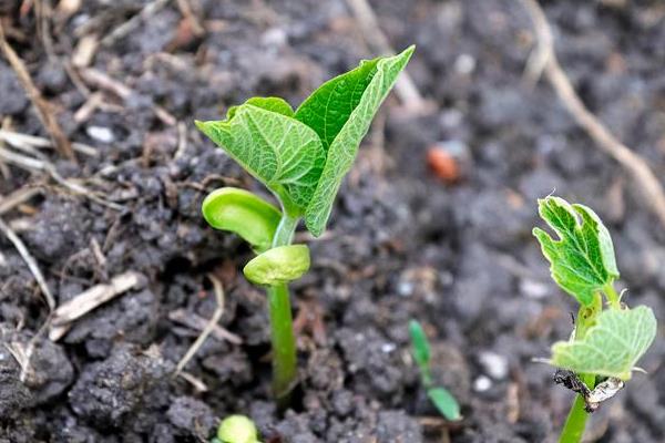 春季怎么在冷棚内种植豆角，白天把温度控制在25℃左右