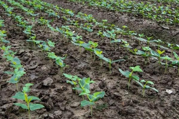 春季怎么在冷棚内种植豆角，白天把温度控制在25℃左右