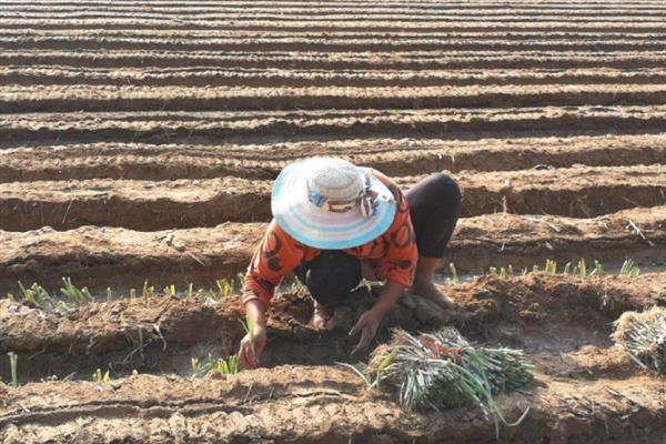 淫羊藿的种植技术，可采用根茎繁殖、种子繁殖等