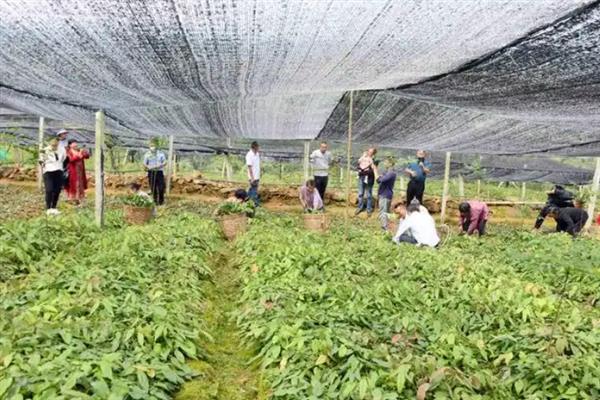 淫羊藿的种植技术，可采用根茎繁殖、种子繁殖等