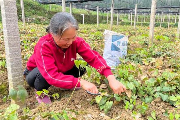 淫羊藿的种植技术，可采用根茎繁殖、种子繁殖等