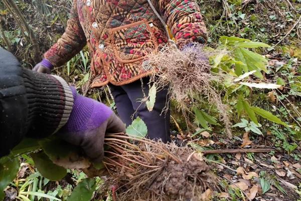 淫羊藿的种植技术，可采用根茎繁殖、种子繁殖等