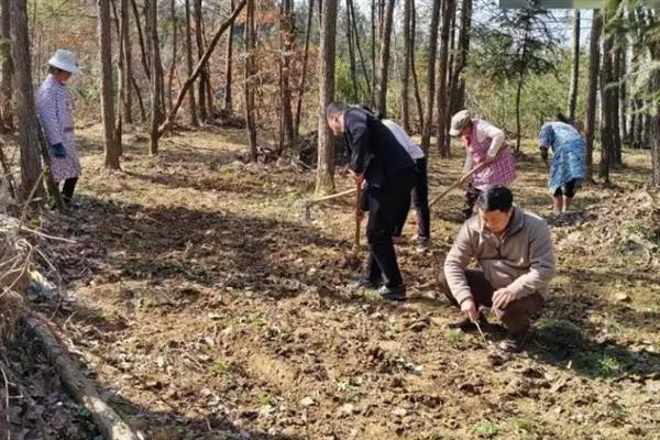 淫羊藿的种植技术，可采用根茎繁殖、种子繁殖等