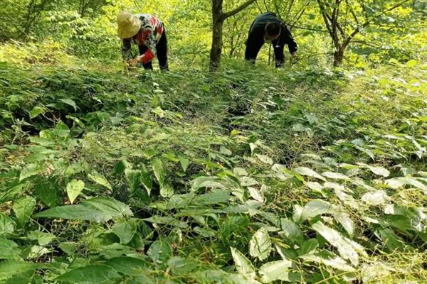 淫羊藿的种植技术，可采用根茎繁殖、种子繁殖等