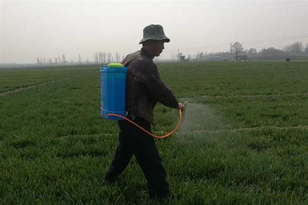 怎么避免小麦出现除草剂药害，需根据杂草的种类选择对应药物