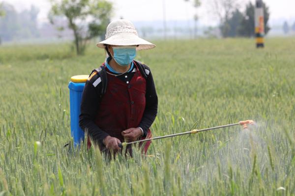 怎么避免小麦出现除草剂药害，需根据杂草的种类选择对应药物