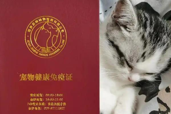 领养宠物猫要注意什么，领养前要做好疾病、寄生虫的检查