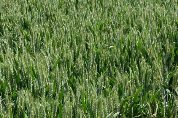 众信656小麦种子介绍,全生育期222.5天