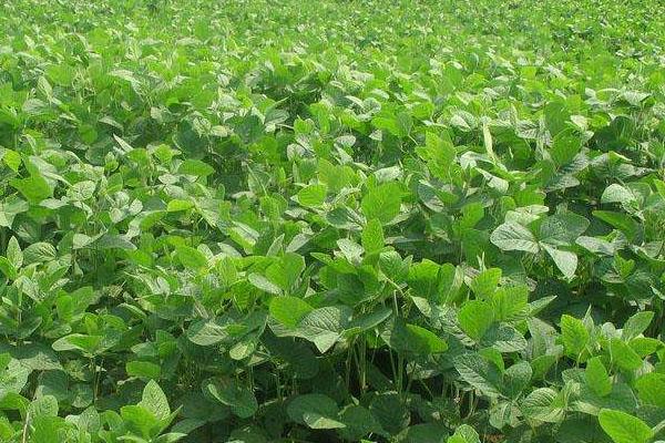 宏武豆19大豆种子简介,防治点蜂缘蝽危害