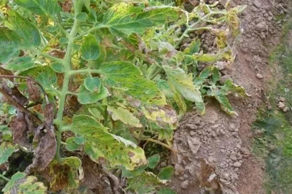 秋番茄容易发生什么病害,常见早疫病、叶霉病、晚疫病等类型