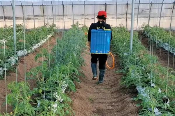 秋番茄容易发生什么病害,常见早疫病、叶霉病、晚疫病等类型