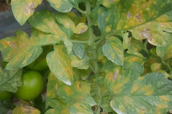 秋番茄容易发生什么病害,常见早疫病、叶霉病、晚疫病等类型