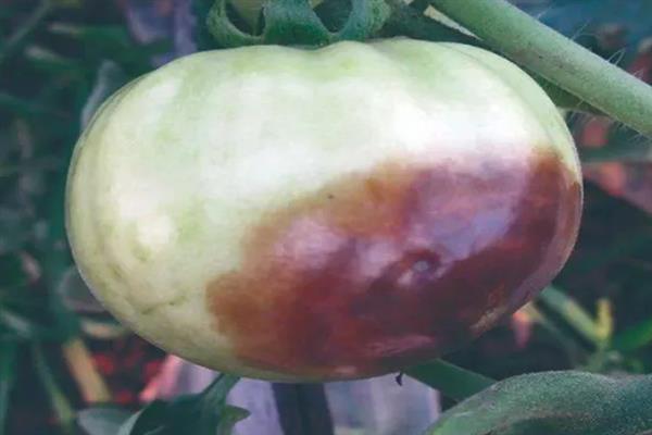 秋番茄容易发生什么病害,常见早疫病、叶霉病、晚疫病等类型