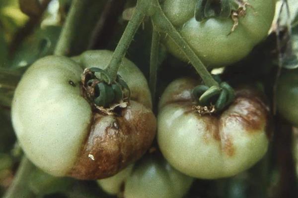 秋番茄容易发生什么病害,常见早疫病、叶霉病、晚疫病等类型