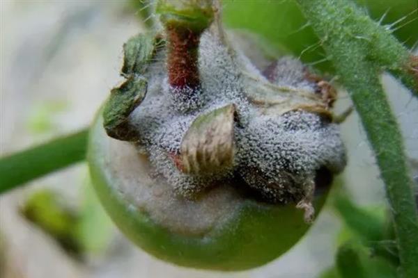 秋番茄容易发生什么病害,常见早疫病、叶霉病、晚疫病等类型