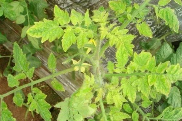 秋番茄容易发生什么病害,常见早疫病、叶霉病、晚疫病等类型