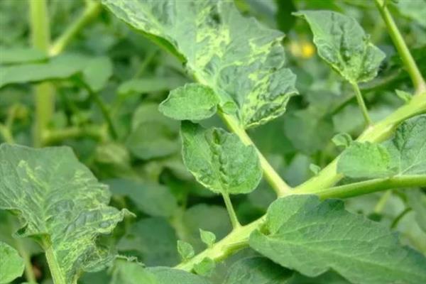 秋番茄容易发生什么病害,常见早疫病、叶霉病、晚疫病等类型