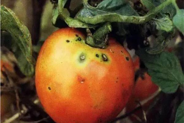 秋番茄容易发生什么病害,常见早疫病、叶霉病、晚疫病等类型
