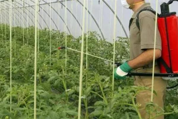 秋番茄容易发生什么病害,常见早疫病、叶霉病、晚疫病等类型