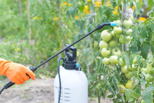 秋番茄容易发生什么病害,常见早疫病、叶霉病、晚疫病等类型