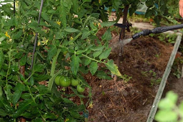 秋番茄容易发生什么病害,常见早疫病、叶霉病、晚疫病等类型