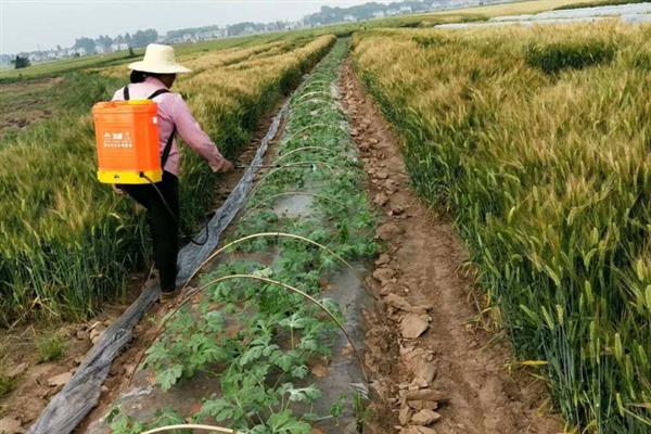 秋番茄容易发生什么病害,常见早疫病、叶霉病、晚疫病等类型